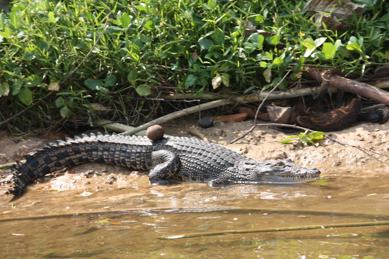 Sri Lanka, Colombo, River safari